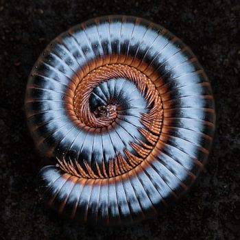 Millipede