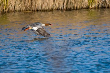 Goosander sur Marcel Jagt