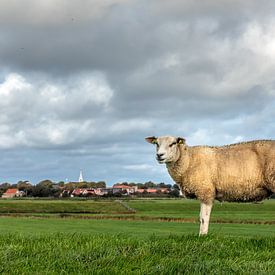 Typical Dutch Picture by Jacques Jullens