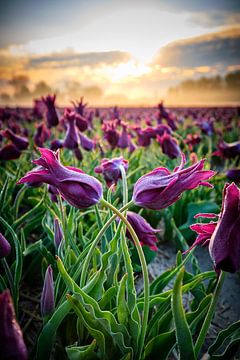 Tulips with beautiful sky at sunrise by Peter de Jong