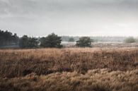 Licht, mist en natuurschoon | De Veluwse heide van Nanda van der Eijk thumbnail