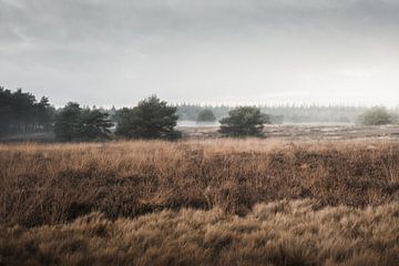 Lumière, brouillard et beauté naturelle | La bruyère du Veluwe sur Nanda van der Eijk