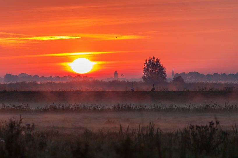 Ganzen in het veld tijdens zonsopkomst by Stephan Neven