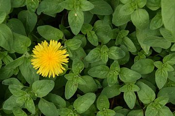 Une fleur de pissenlit avec la menthe sur Claude Laprise