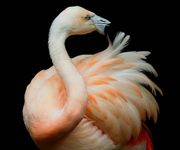 Beautiful! Bij een flamingo spat de schoonheid ervan af! van Marjon Woudboer