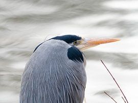 A Great Heron resting by the Lake von Sebastian Czech