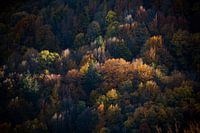 Vosges