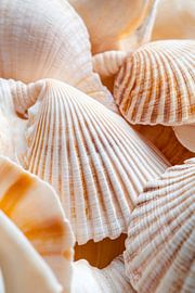 Shells in soft colours by Poster Art Shop