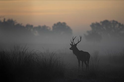 Cerfs rouges dans un paysage brumeux et atmosphérique