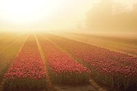 Tulip field sunrise