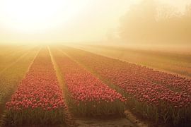 Sonnenaufgang auf dem Tulpenfeld von Marloes Hof