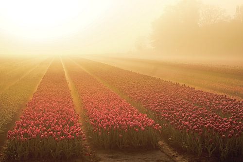 Sonnenaufgang auf dem Tulpenfeld