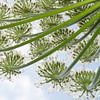 Berenklauw (Heracleum mantegazzianum) bloemen van Nature in Stock