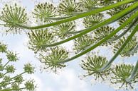 Giant Hogweed (Heracleum mantegazzianum) flowers seen from below by Nature in Stock thumbnail