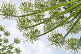 Giant Hogweed (Heracleum mantegazzianum) flowers seen from below