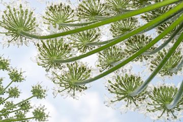 Giant Hogweed (Heracleum mantegazzianum) flowers seen from below by Nature in Stock