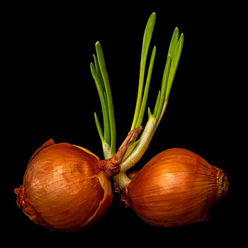 Onions in love