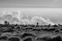 Shepherd in the mountains above the clouds