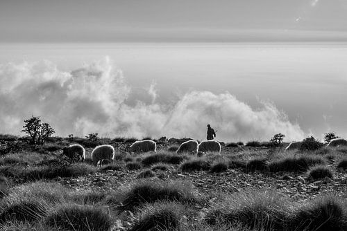 Schaapherder in de bergen boven de wolken