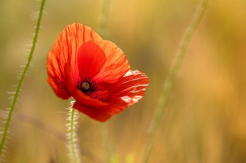 Mohnblume am frühen Morgen