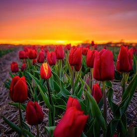 Tulpen tijdens zonsondergang. van Justin Sinner Pictures ( Fotograaf op Texel)
