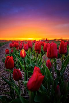 Tulpen tijdens zonsondergang.
