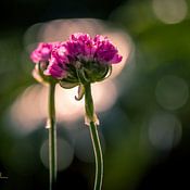 STYJL Fotografie profielfoto