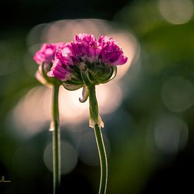 STYJL Fotografie profielfoto