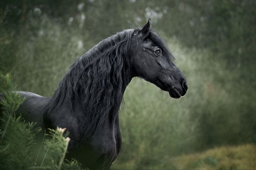 Friesenpferd in Wintergrün