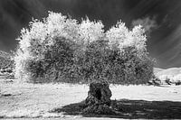 abgeschnittener Olivenbaum, Kefalonia Griechenland