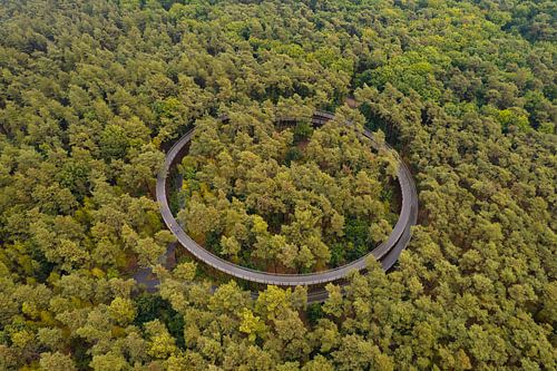 À vélo à travers les arbres – Forêt circulaire