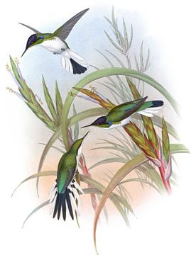 Paars gekroonde fee, John Gould van Hummingbirds