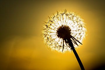 Paardenbloem in het avondlicht van Roland Brack