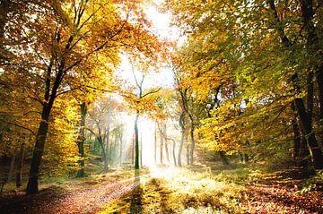 Into the light van Lex Scholten