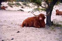 Scottish highland cattle in nature