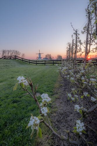 Molen de Vlinder, parel van de Betuwe, tussen de bloesem