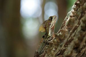 Jesus Christ Lizard ( The common basilisk , Basiliscus Basiliscus ) von Astrid Brouwers