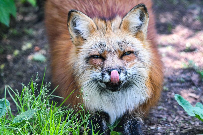 Le renard roux tire la langue par Robert Styppa