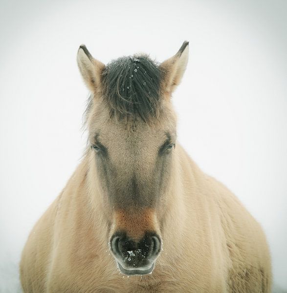 Konik by Dirk van Egmond