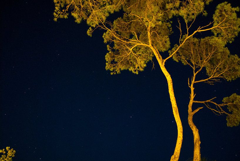 Bomen @ night von Tim Jung