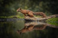 Eichhörnchen-Spiegelung von Inge Wessels Miniaturansicht