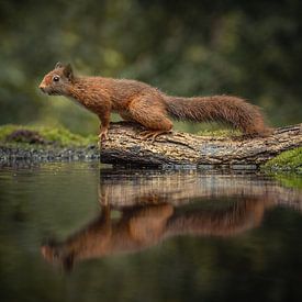 Eichhörnchen-Spiegelung von Inge Wessels