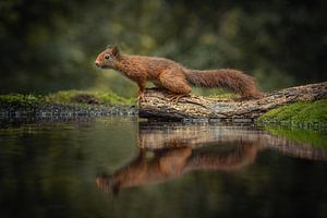 Eichhörnchen-Spiegelung von Inge Wessels