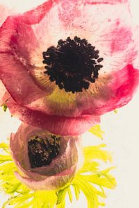 Anemone in Eis 1
