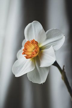 Elegantes Stillleben mit weißen Narzissen von Imladris Images