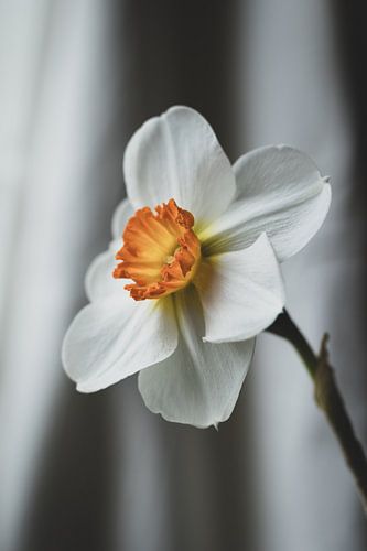 Elegant wit narcisstilleven