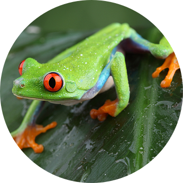 Roodoogmakikikker (Agalychnis callidryas) van Ronald Pol