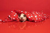 Niedliche kleine siamesische Maus, die sich unter einem rot-weiss gepunkteten Schal versteckt