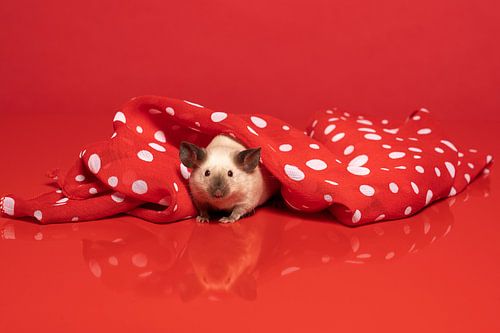 Schattig klein siamees muisje dat schuilt onder een rood-wit gestippelde sjaal
