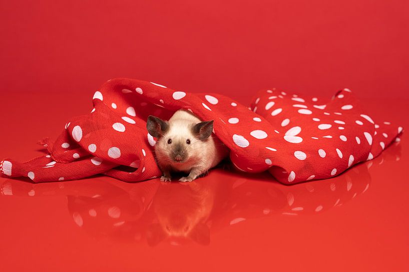 Cute little siamese mouse hiding under a red-and-white dotted scarf by Leoniek van der Vliet